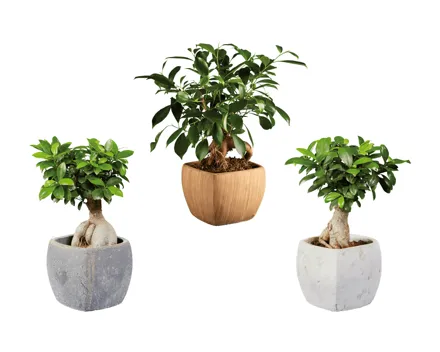 Ficus Ginseng in Viereck-Keramik