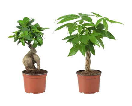 Ficus Ginseng & Pachira