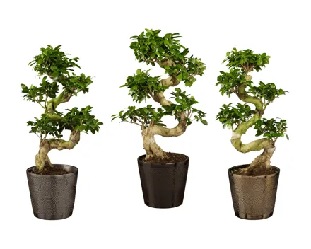Ficus Ginseng Premium in Keramik
