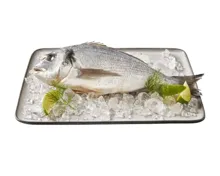 FISHER’S CHOICE ASC Dorade Royal