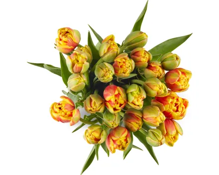 Freilandtulpen