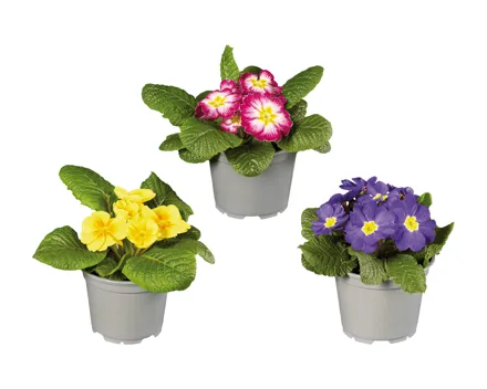 Frühlingsprimeln XXL