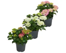 Gartenhortensie