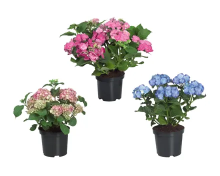 Gartenhortensien