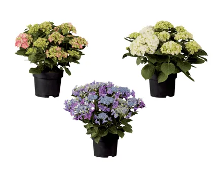 Gartenhortensien XL
