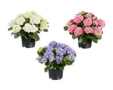 Gartenhortensien XXL