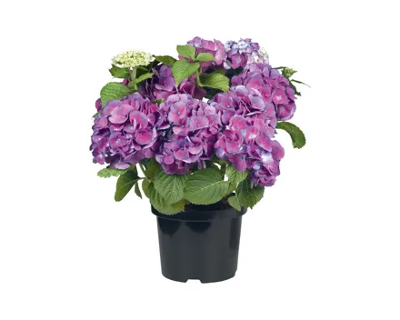 Gartenhortensien XXL