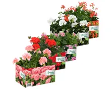 Geranien 4er Tray stehend und hängend