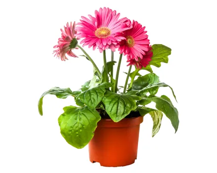 Gerbera