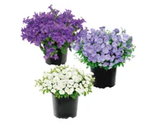 Glockenblume in 10,5 cm Topf