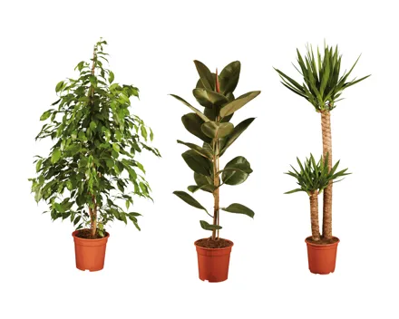 Grosser Grünpflanzenmix