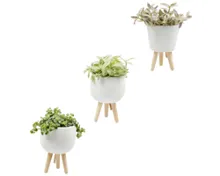 Grünpflanze in Stehtopf