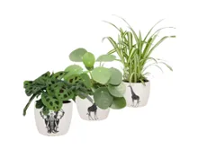 Grünpflanzen im Safaritopf