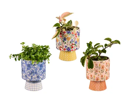 Grünpflanzen in Floral-Keramik