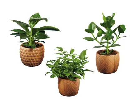 Grünpflanzen in Holzkeramik