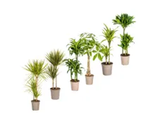 Grünpflanzen-Mix deLuxe