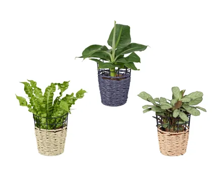 Grünpflanzen Mix im Korb