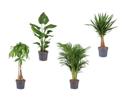 Grünpflanzen Solitär