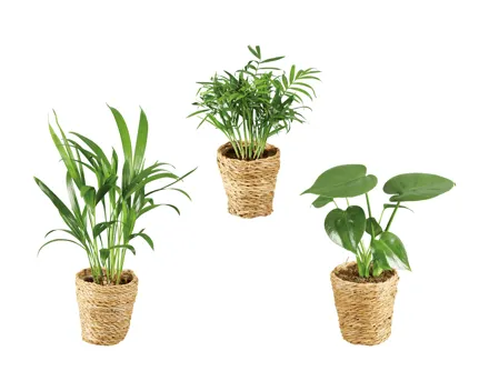 Grünpflanzen «Trend im Korb»