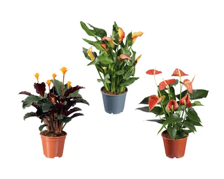 Grünpflanzenmix «Orange»