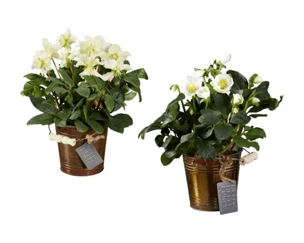 Helleborus Weihnachten Im Zinktopf