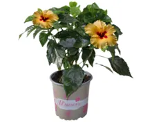 Hibiskus T13