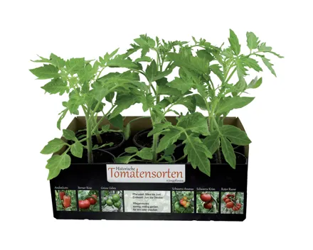 Historische Tomatensorten
