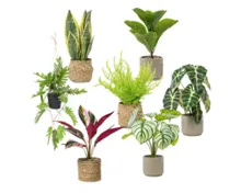 HOME CREATION Künstliche Topfpflanzen