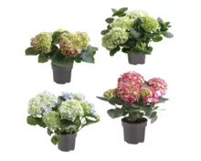 Hortensie