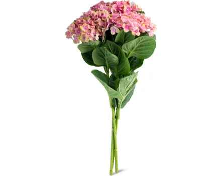 Hortensien