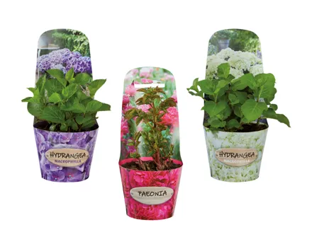 Hortensien- und Pfingstrosenmix