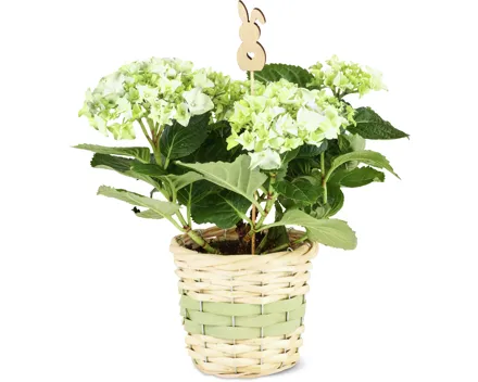 Hortensienkorb Ostern