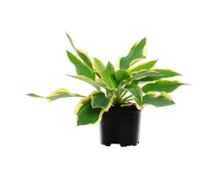 Hosta T17