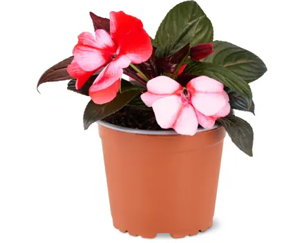 Impatiens