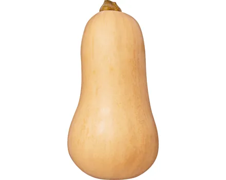 IP-SUISSE Butternusskürbis
