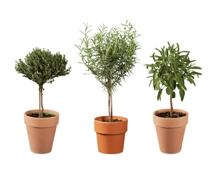 Italienische Kräuterstämmchen