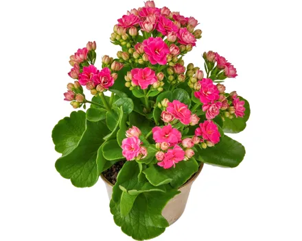 Kalanchoe