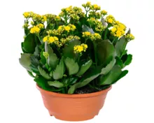 Kalanchoe