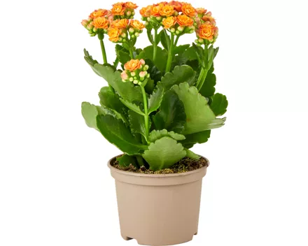 Kalanchoe