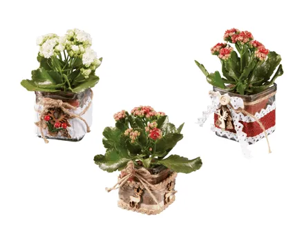 Kalanchoe im Rentier Glas