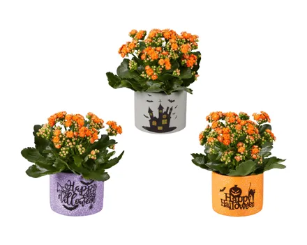 Kalanchoe in Style Betontopf