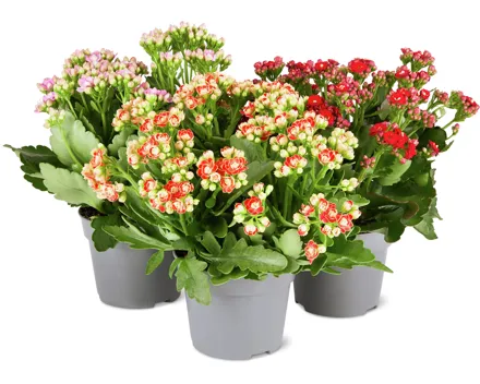 Kalanchoe Mix Queen