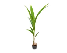 Kokospalme