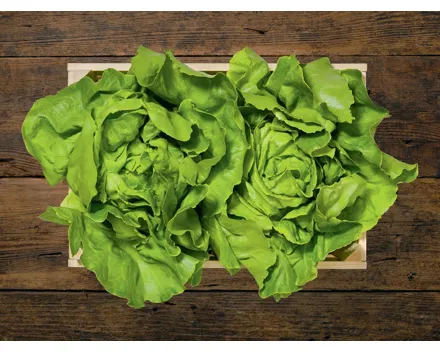 Kopfsalat