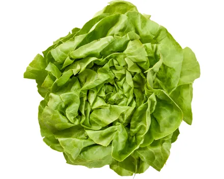Kopfsalat