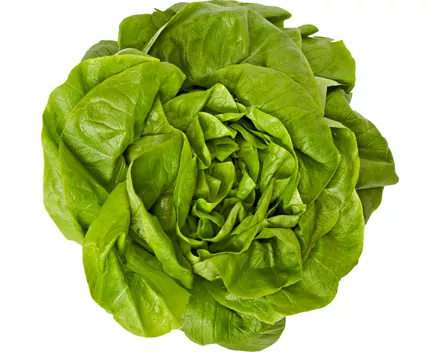 Kopfsalat