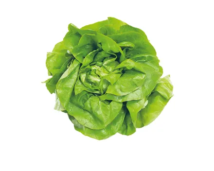 Kopfsalat grün