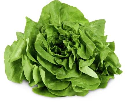 Kopfsalat grün
