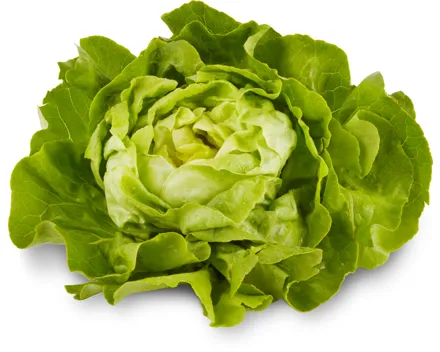 Kopfsalat grün