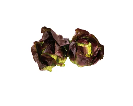 Kopfsalat Herzen farbig